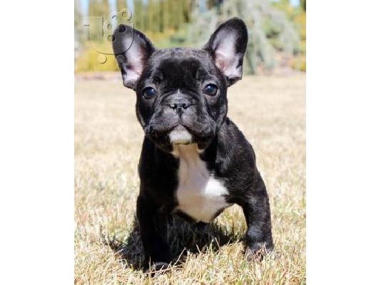 PoulaTo: French Bulldog puppy